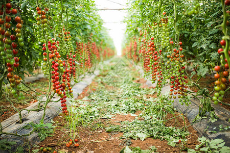 红樱桃番茄在温室的花盆里种植樱桃番茄背景图片
