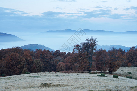 在山的秋天风景晨昏山谷中的雾山坡上的山毛榉林喀尔巴阡山脉背景图片