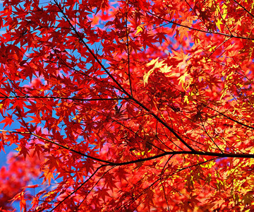 秋天的树叶和树枝图片