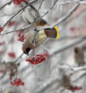 太平鸟在冬天吃罗文的浆果图片