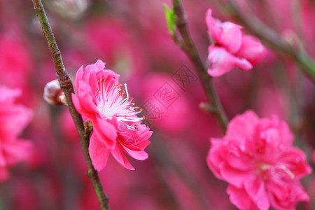 桃花新年装饰花图片