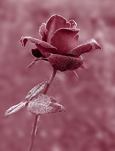 白霜下的红玫瑰马沙拉色图片