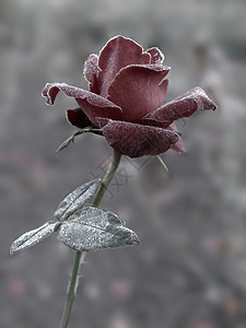 白霜下的红玫瑰图片