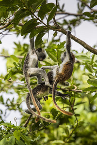 濒危的桑给巴尔红椰壳猴子Procolobuskirkii朱扎尼森图片