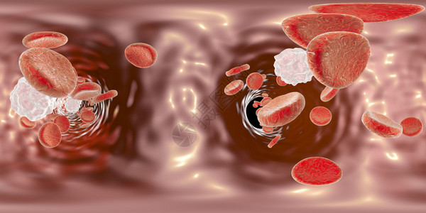 血管内的全球形全景360度视图显示红细胞和白细胞图片