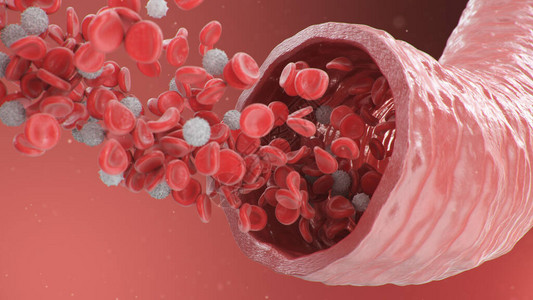 3d动脉静脉内红细胞的插图健康的动脉横截面血流科学和医学微生物学概念富含氧气图片