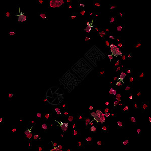 可重复可飞行红玫瑰和花瓣微风摄影棚拍摄并被图片