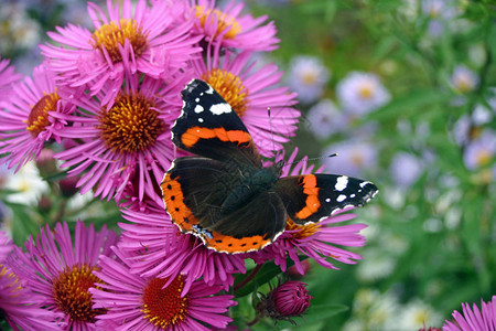 一只红蝴蝶Vanessaatalanta图片