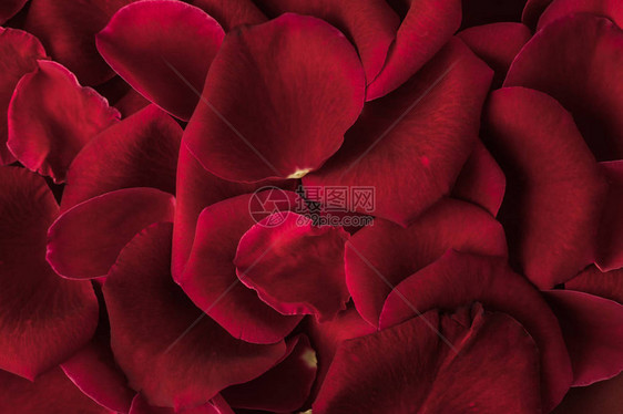 红玫瑰花瓣纹理的特写视图图片