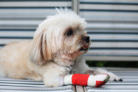 受伤的西施犬腿被红绷带包扎图片