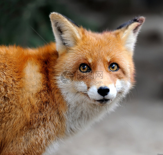 野生红狐肖像图片