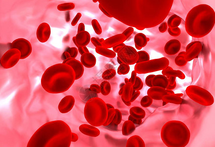 用于生物学研究的血管中的红血细图片