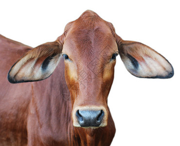 红牛在白色背景中图片
