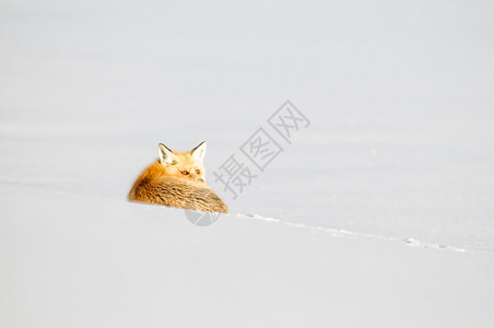 黄石冬天的红狐图片