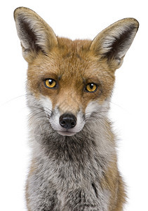 红狐一岁在白人背景面前的狐图片