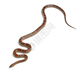 迈阿密玉米蛇或红鼠蛇背景图片