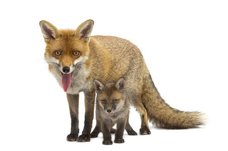 带着幼崽的母亲狐狸7周大在图片