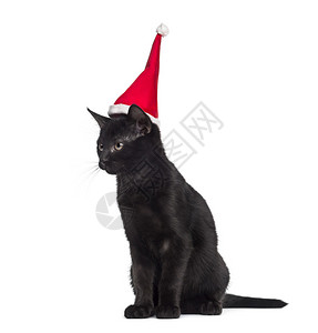黑小猫坐在白色背景面前坐着戴圣诞老人帽背景图片