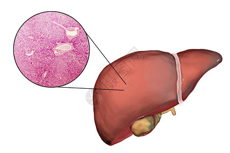 在显微镜下白色背景和肝组织3D图解和显微仪上隔图片