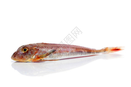 白底鲻鱼或条纹红鲻鱼图片