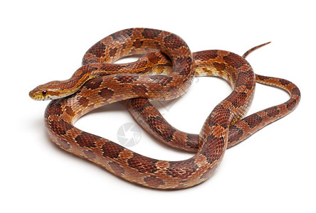古老的玉米蛇或红鼠蛇潘特罗菲斯直肠在背景图片