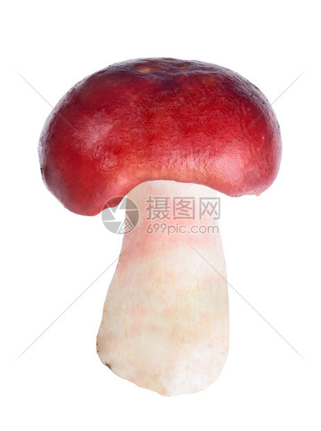 Russula蘑菇在白色图片