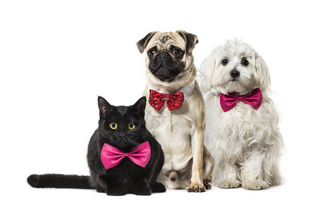 混血猫红领带的帕格狗马耳他狗在白色图片