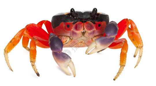 红色陆地螃蟹GecarcinusQuadratus背景图片