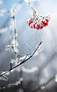 一堆冷冻的花楸浆果和带有冰晶的树枝背景图片