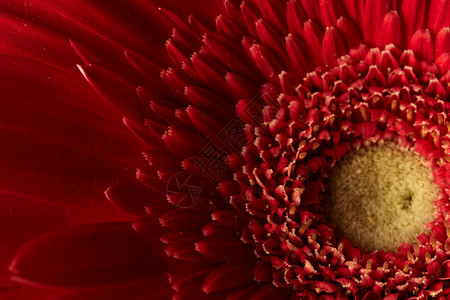 红色非洲菊花背景背景图片