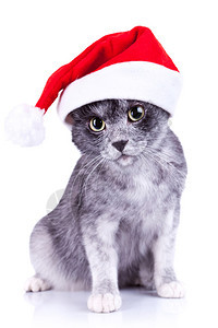穿着圣塔帽的可爱小灰猫仰望着白色图片