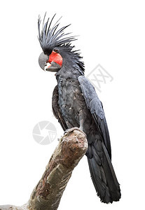 坐在树枝上的黑棕榈鹦鹉白色背景的全尺寸背景图片