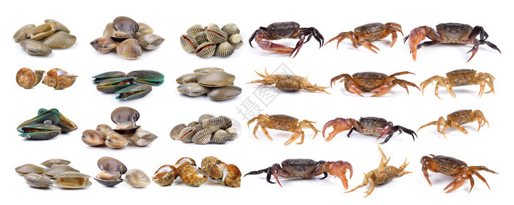螃蟹和珐琅金星壳蛤蜊贝类冲浪蛤蜊贻贝白色背景中图片
