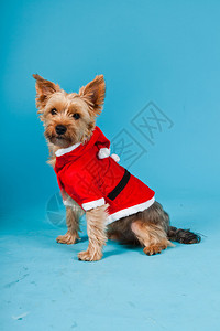 可爱的约克郡野狗穿着圣诞夹克被蓝色浅背景隔离图片