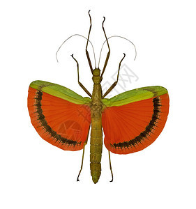 在白色背景上孤立的飞行红色竹节虫背景图片