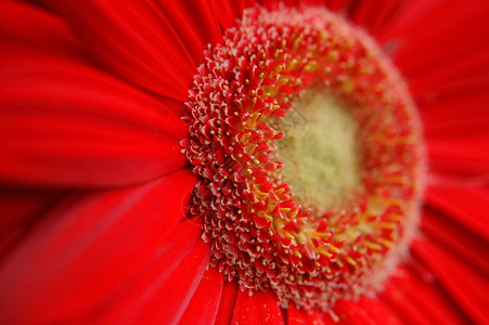 微距红鲜花细节图片