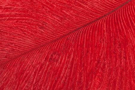 鲜红色的鸵鸟羽毛特写宏背景图片