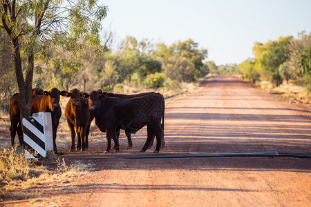 澳大利亚北部领土Riddock山牧牛站附近MontreyHwy一侧放图片