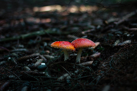 在树林里飞木耳蘑菇图片
