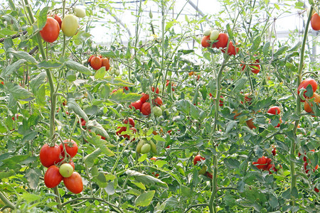 温室里的红樱桃番茄图片