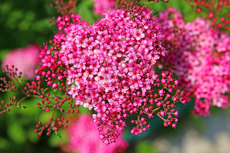 花园绣线菊柔和的粉红色花朵特写图片