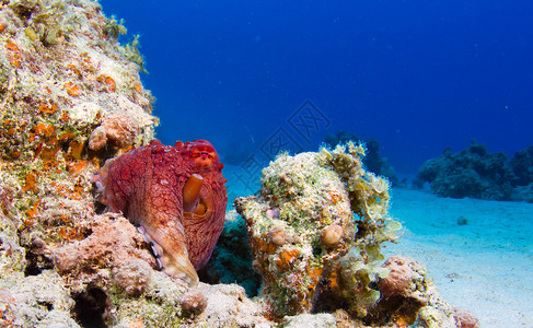 珊瑚礁章鱼章鱼氰鲸座图片