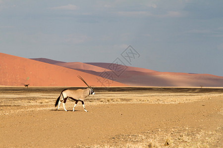 纳米比亚索苏夫莱公园沙丘图片