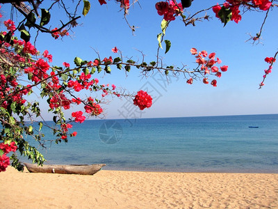 利科马岛美丽的马拉维湖海滩图片