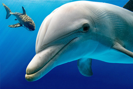海豚在水下大白鲨攻击海洋背景图片