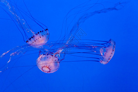 美丽的果冻鱼在水族馆图片