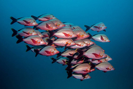 在开阔的水域带红鳍的银色海鱼有红图片