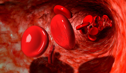 血脉与红细胞通过血液循环的血图片