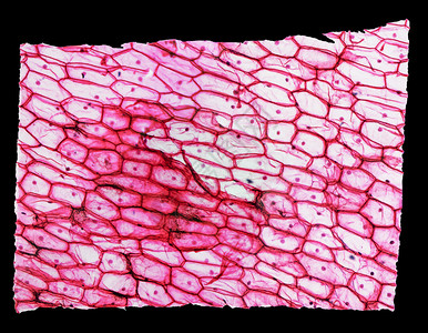 通过显微镜观察的洋葱皮上层细胞的高分辨背景图片