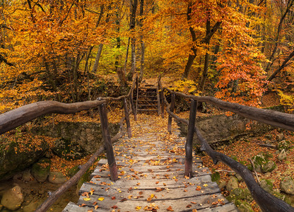 秋天森林里的桥秋天的风景图片